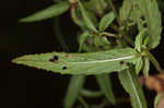 Fringed willowherb